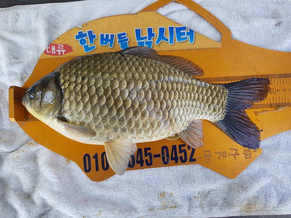 한버들 4짜 포함 허릿급 조황입니다 (조황조행기 - 충주호조황속보)