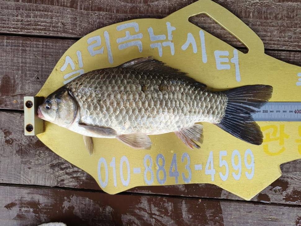 실리곡낚시터 허리급 5수 조황입니다 (조황조행기 - 충주호조황속보)