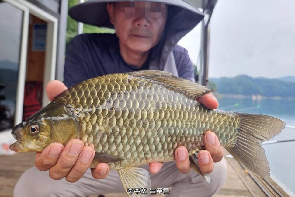 튼실한 충주댐 대물 붕어 보소 (조황조행기 - 충주호조황속보)