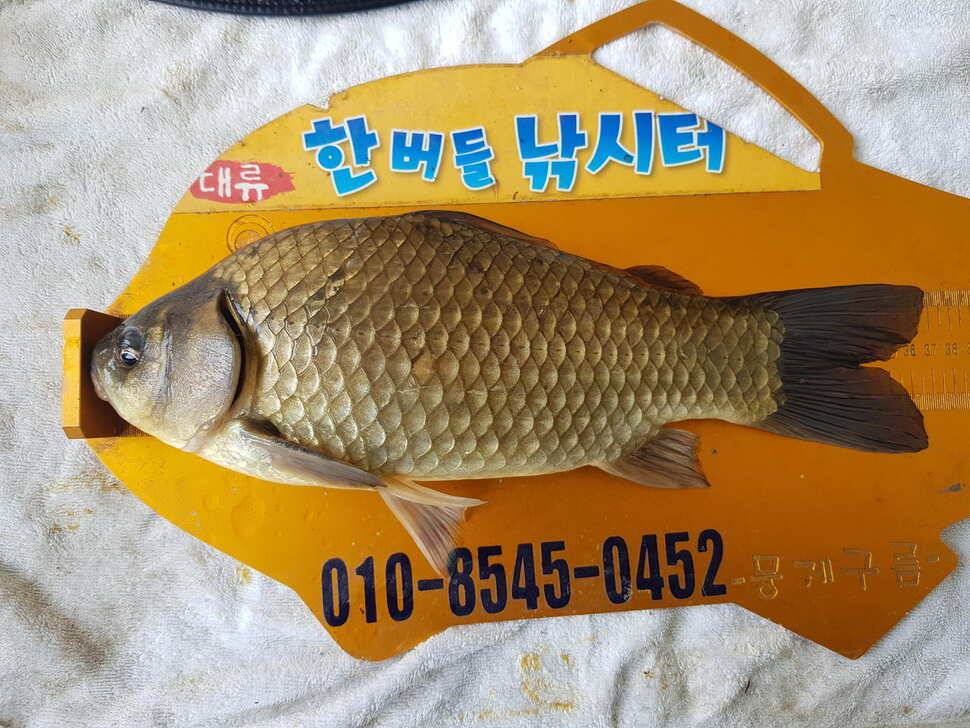 한버들 4짜 포함 허릿급 조황입니다 (조황조행기 - 충주호조황속보)