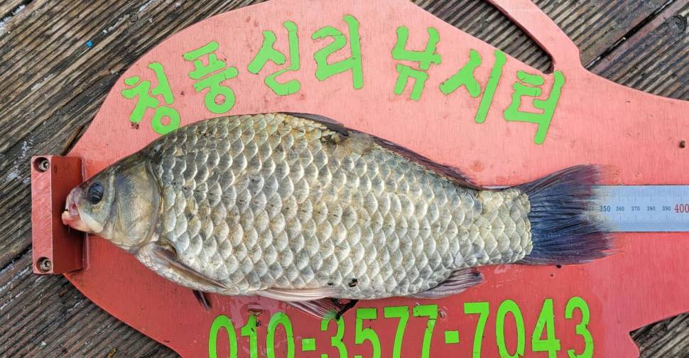 청풍신리낚시터 허리급 조황입니다 (조황조행기 - 충주호조황속보)