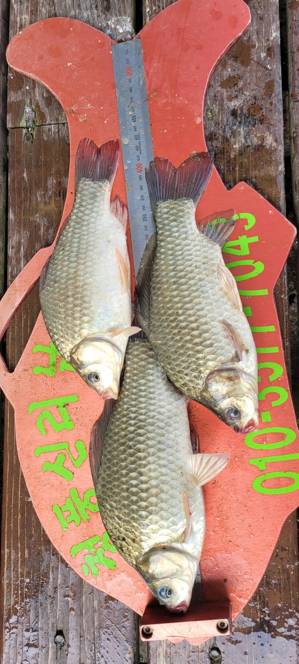 청풍신리낚시터 4짜외 허리급 조황입니다 (조황조행기 - 충주호조황속보)