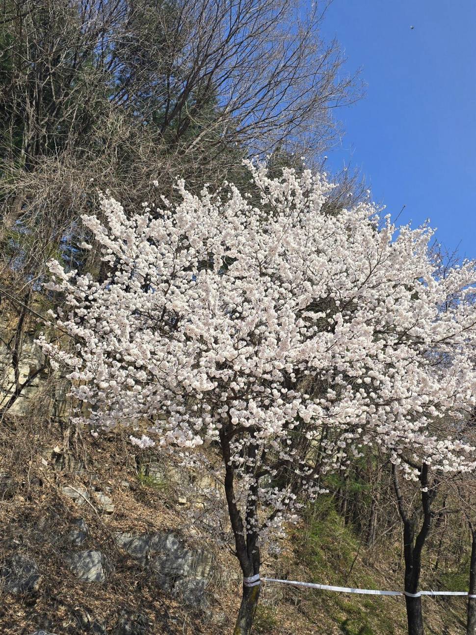 청풍 한버들 조황입니다 (조황조행기 - 충주호조황속보)