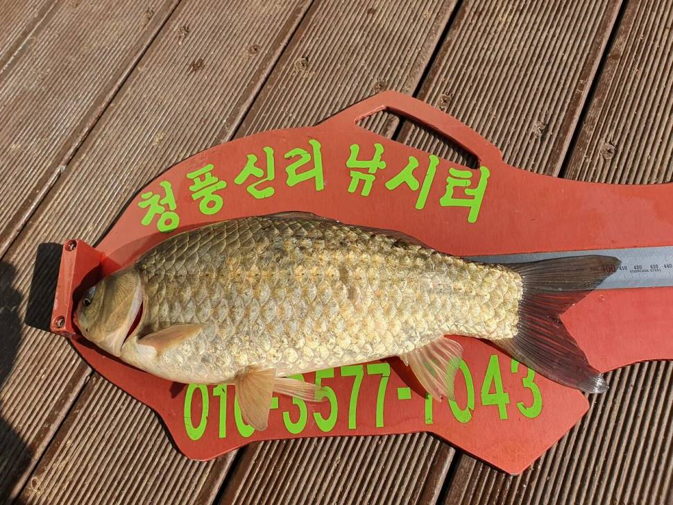 청풍신리낚시터 4짜 3수외 허리급 조황입니다 (조황조행기 - 충주호조황속보)