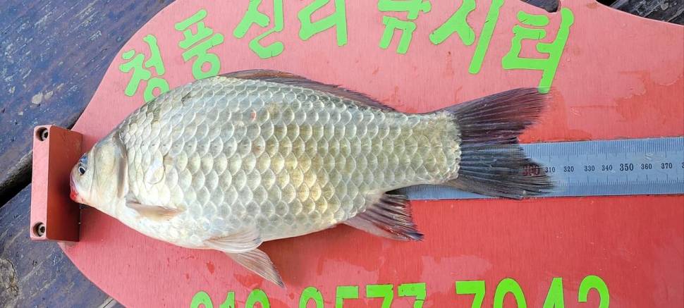청풍신리낚시터 마릿수 조황입니다 (조황조행기 - 충주호조황속보)