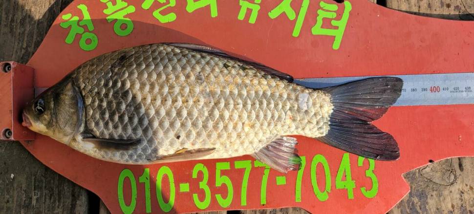 청풍신리낚시터 4짜외 허리급 조황입니다 (조황조행기 - 충주호조황속보)