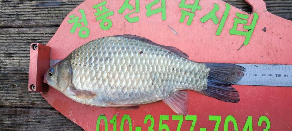 청풍신리낚시터 4짜4짜 조황입니다 (조황조행기 - 충주호조황속보)