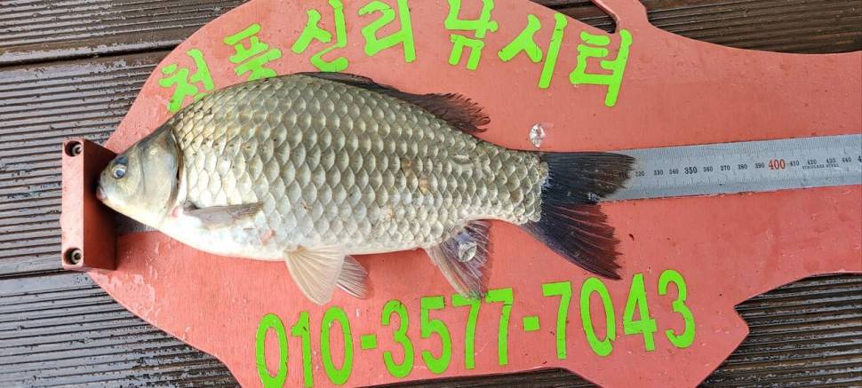 청풍신리낚시터 허리급 조황입니다 (조황조행기 - 충주호조황속보)