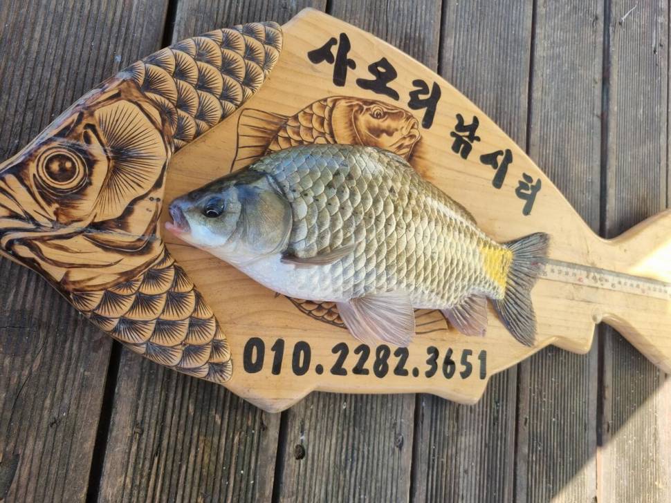 사오리 낚시터 조황정보 (조황조행기 - 충주호조황속보)