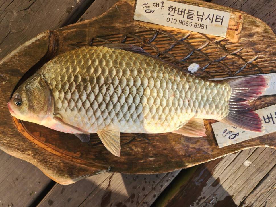 청풍 한버들 조황입니다 (조황조행기 - 충주호조황속보)
