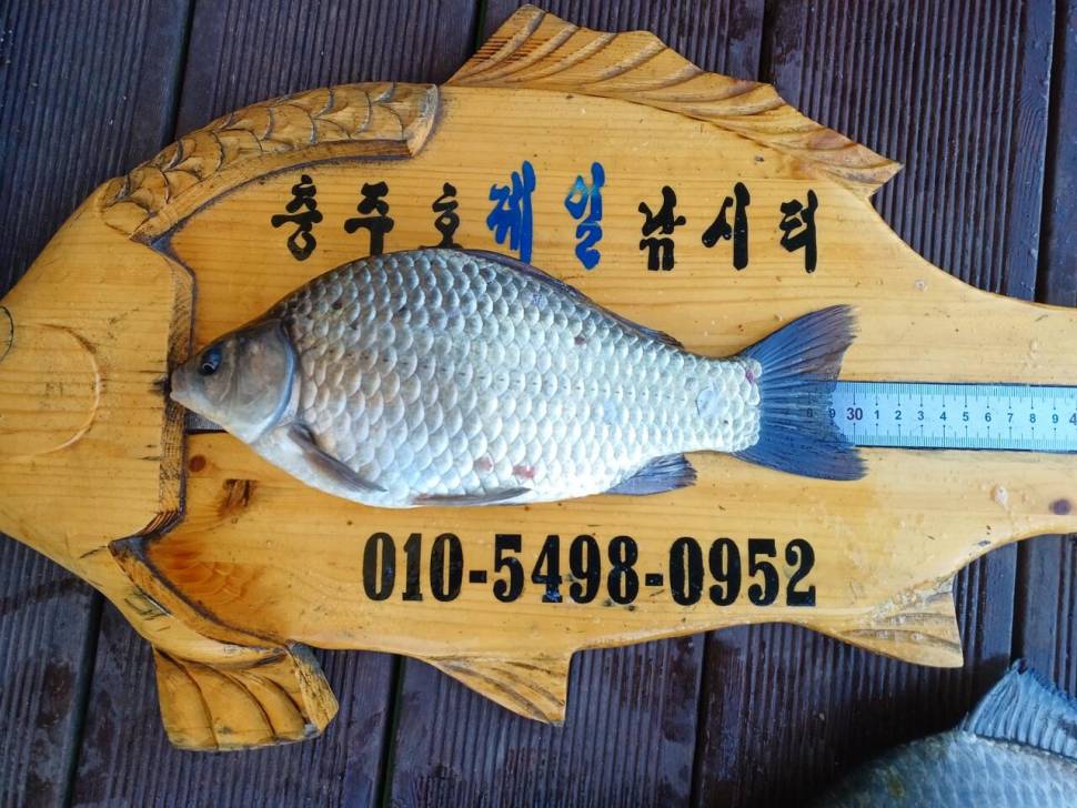 제일낚시터 조황정보 (조황조행기 - 충주호조황속보)
