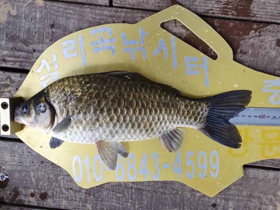 실리곡낚시터 허리급 5수 조황입니다 (조황조행기 - 충주호조황속보)
