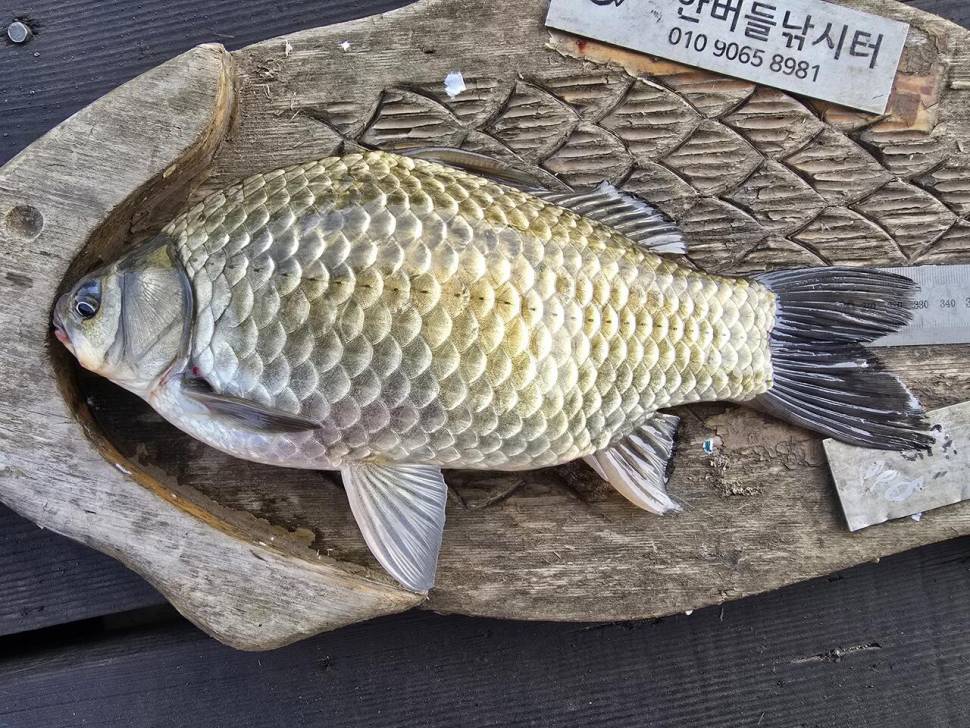 청풍 한버들 조황입니다 (조황조행기 - 충주호조황속보)