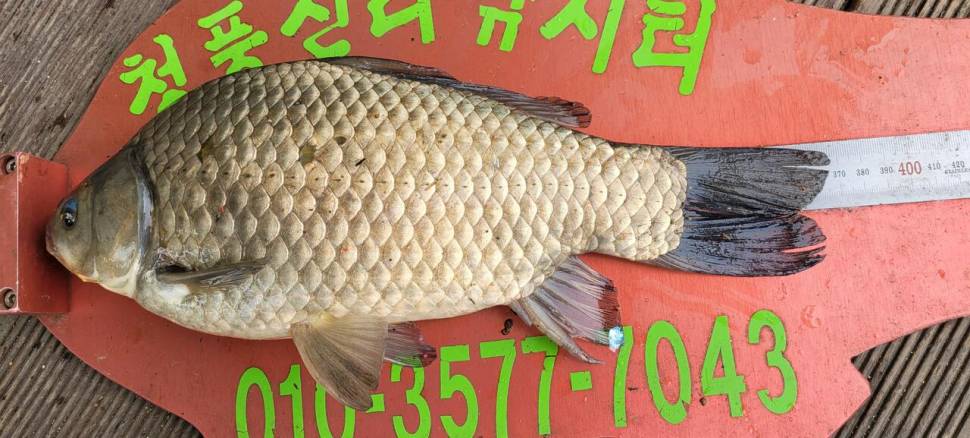 청풍신리낚시터 4짜외 허리급 조황입니다 (조황조행기 - 충주호조황속보)