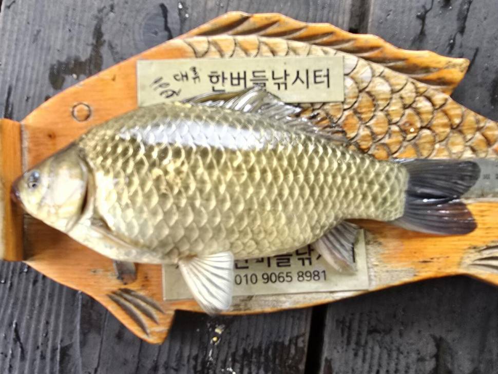 청풍 한버들 조황입니다 (조황조행기 - 충주호조황속보)