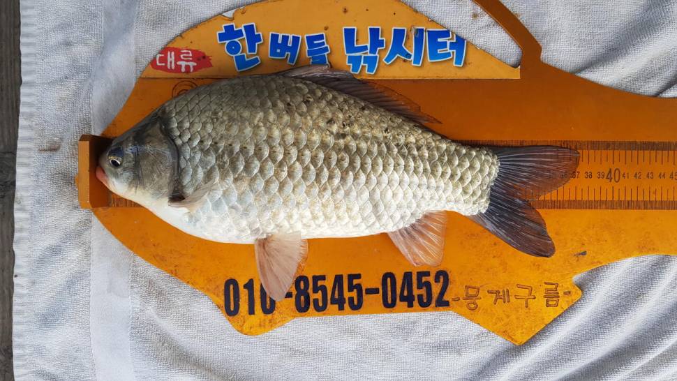 한버들 제 1회 왕중왕전 대회 요약 2부 (조황조행기 - 충주호조황속보)