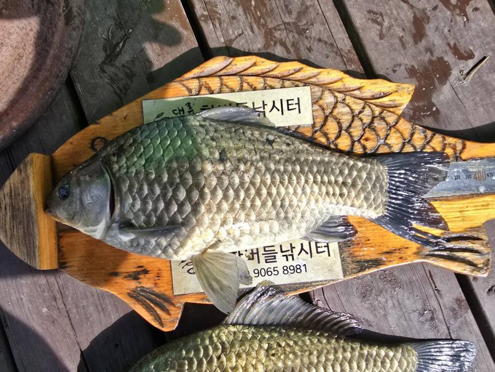 청풍 한버들 호조황입니다 (조황조행기 - 충주호조황속보)
