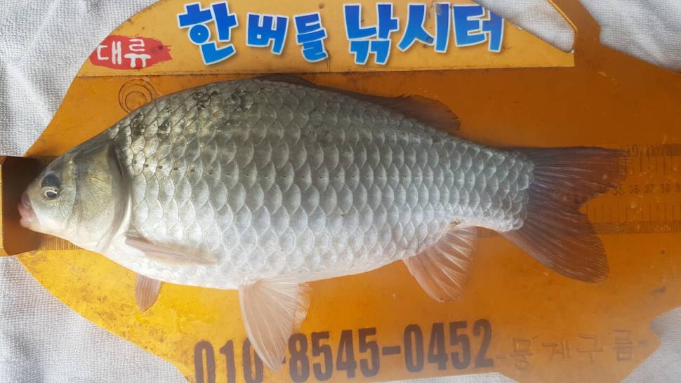 한버들 제 1회 왕중왕전 대회 요약 2부 (조황조행기 - 충주호조황속보)