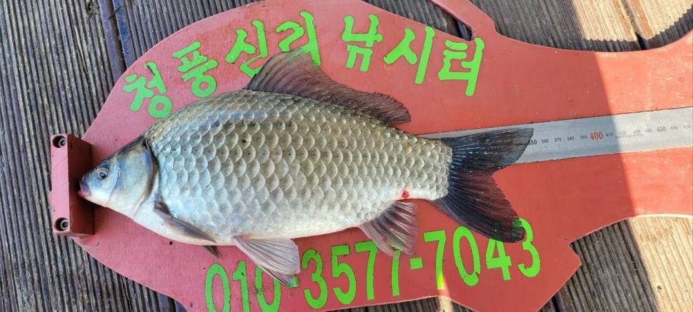 청풍신리낚시터 허리급입니다 (조황조행기 - 충주호조황속보)