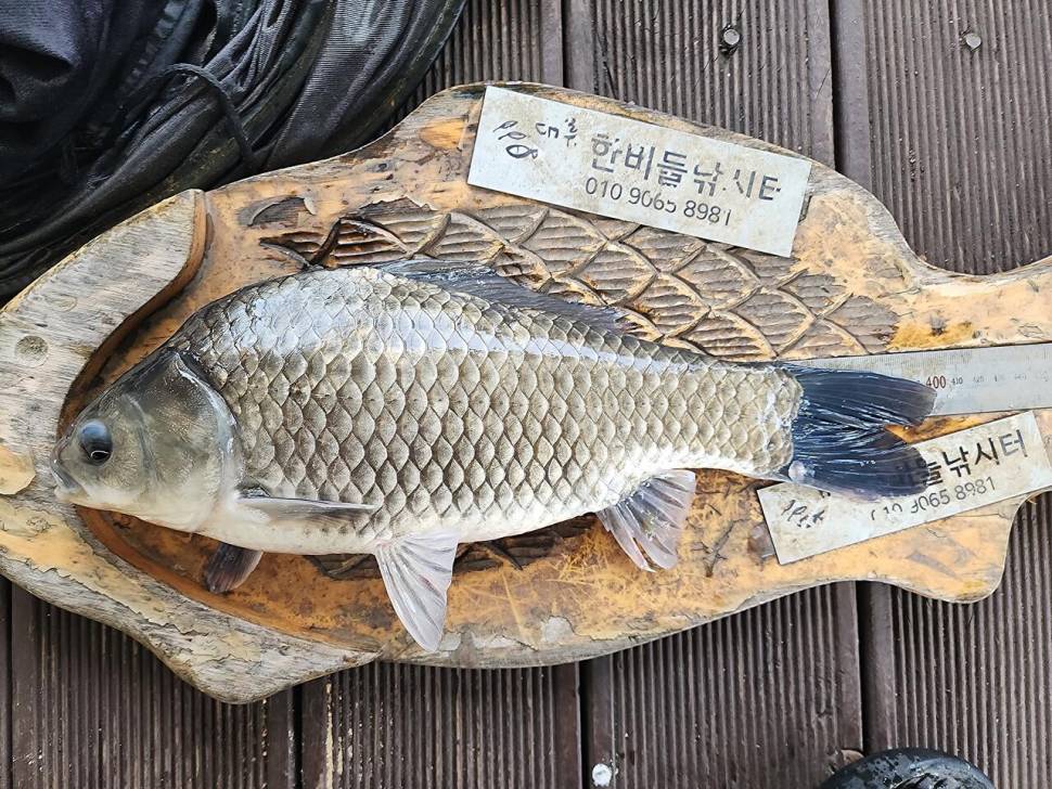 청풍 한버들 4짜 행진은 계속됩니다 (조황조행기 - 충주호조황속보)