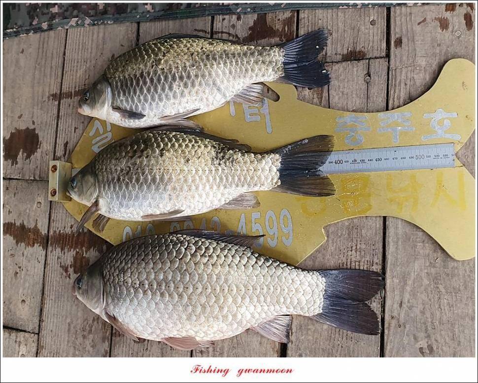 실리곡낚시터 44cm 대물 조황입니다 (조황조행기 - 충주호조황속보)