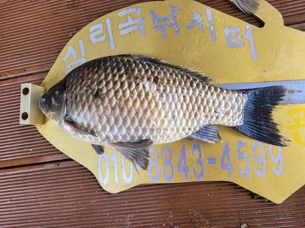 청풍 실리곡낚시터 조황입니다 (조황조행기 - 충주호조황속보)