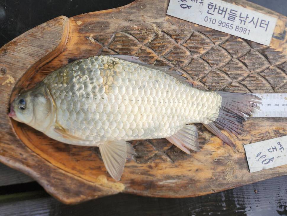 청풍 한버들 4짜 조황입니다 (조황조행기 - 충주호조황속보)