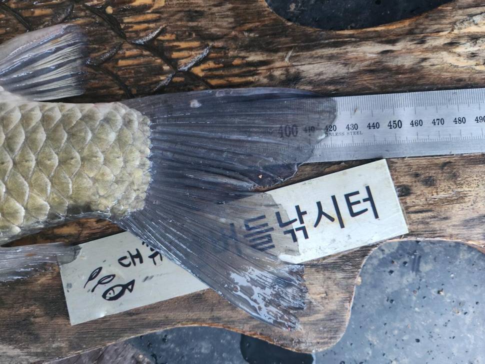 청풍 한버들 4짜 조황입니다 (조황조행기 - 충주호조황속보)