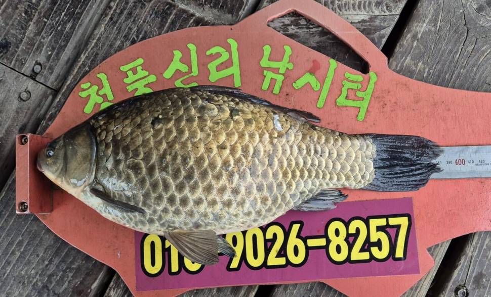 청풍신리낚시터 조황입니다 (조황조행기 - 충주호조황속보)