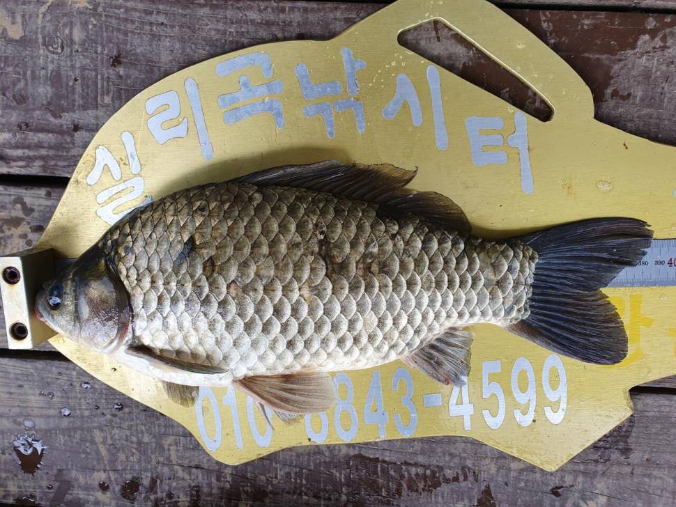 실리곡낚시터 허리급 5수 조황입니다 (조황조행기 - 충주호조황속보)