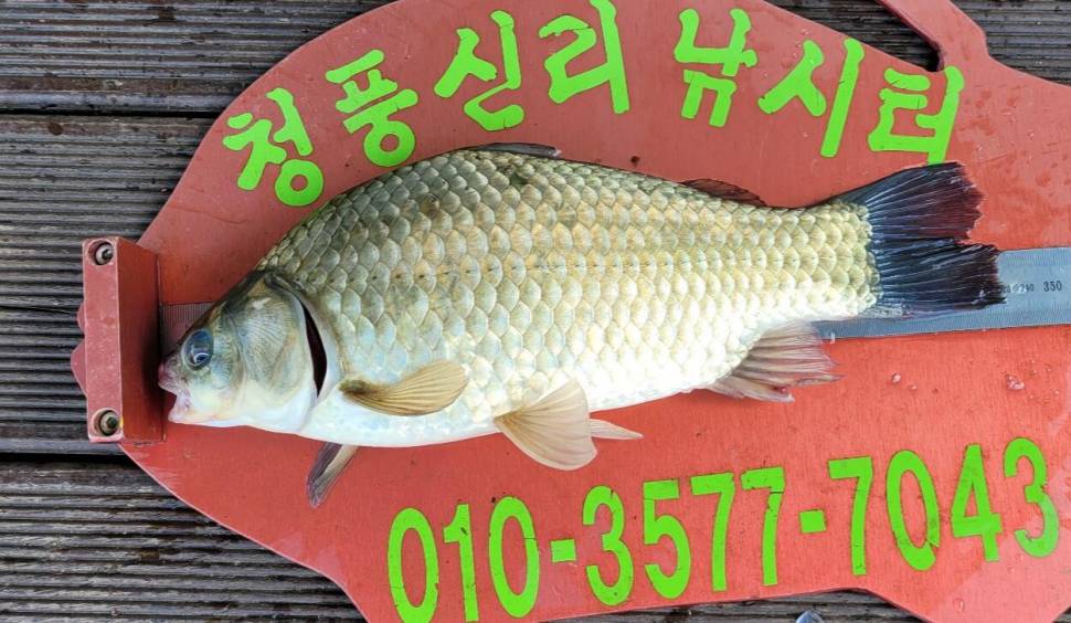 청풍신리낚시터 허리급입니다 (조황조행기 - 충주호조황속보)