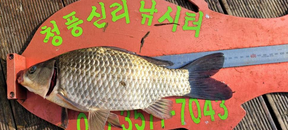 청풍신리낚시터 435cm외 허리급 조황입니다 (조황조행기 - 충주호조황속보)