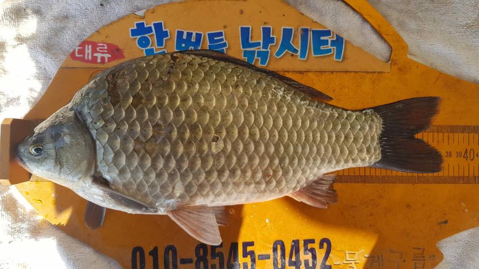 한버들 조황입니다 (조황조행기 - 충주호조황속보)