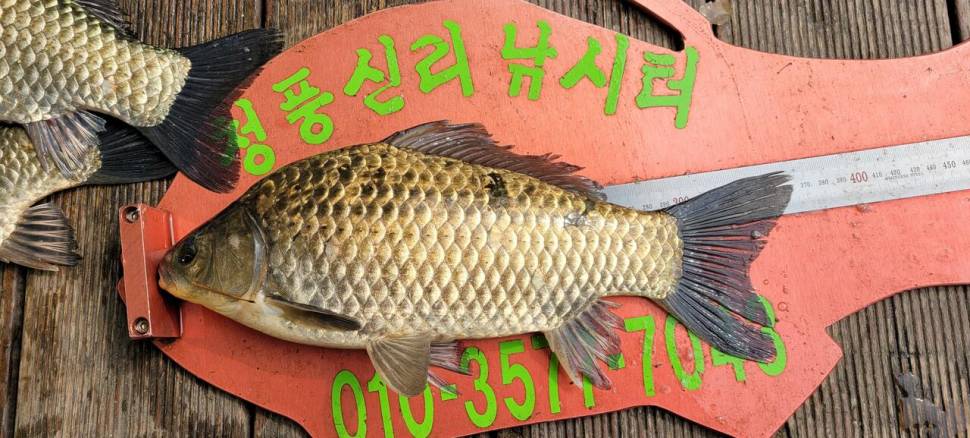청풍신리낚시터 4짜외 허리급 조황입니다 (조황조행기 - 충주호조황속보)