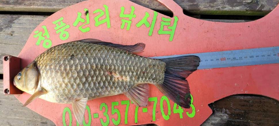 청풍신리낚시터 4짜외 허리급 조황입니다 (조황조행기 - 충주호조황속보)