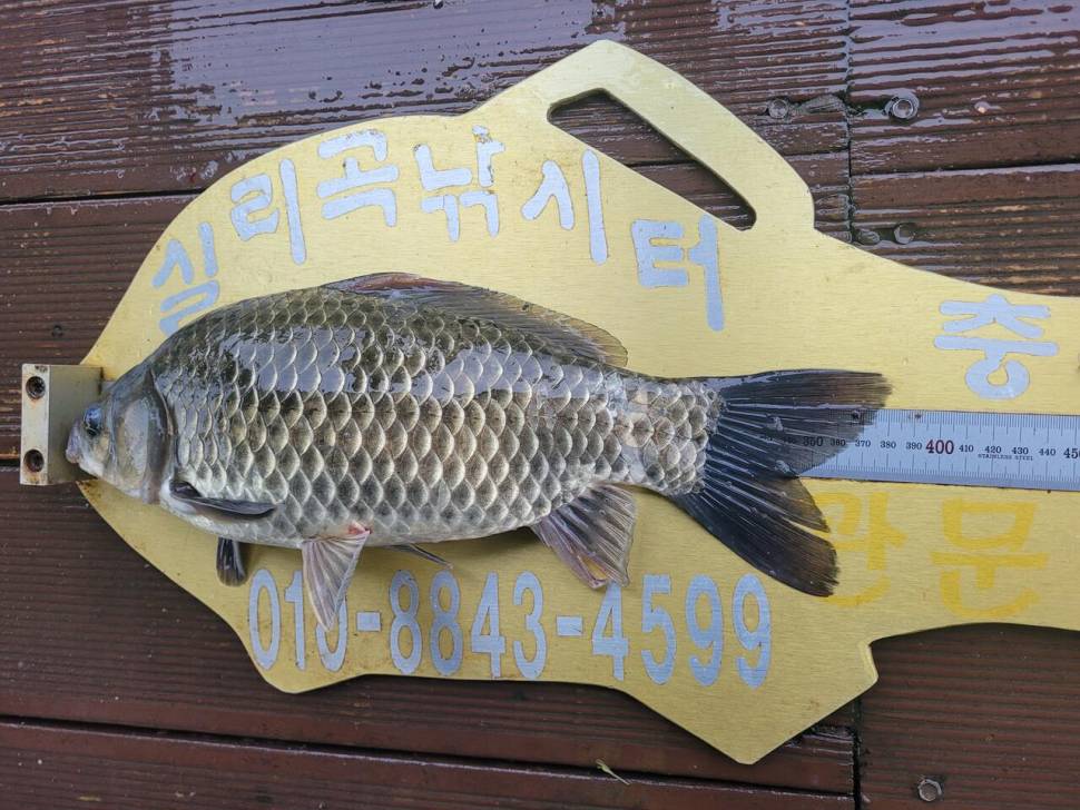 청풍실리곡낚시터 조황입니다 (조황조행기 - 충주호조황속보)