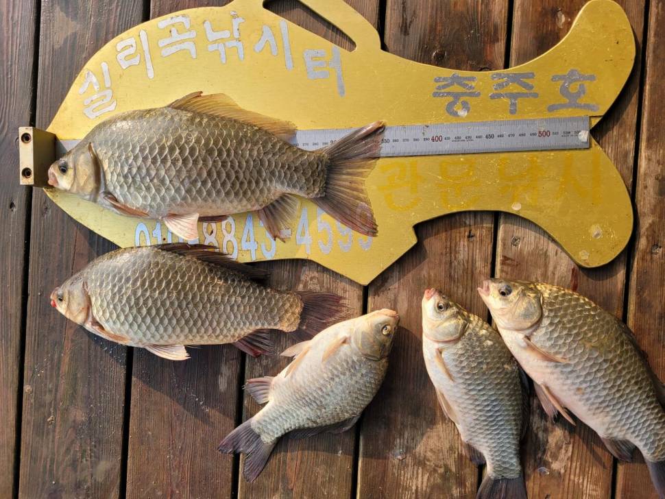 청풍실리곡낚시터 43cm 대물입니다 (조황조행기 - 충주호조황속보)