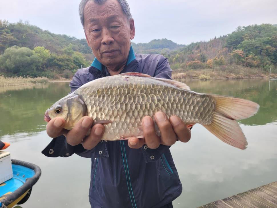 청풍실리곡낚시터 허리급 조황입니다 (조황조행기 - 충주호조황속보)