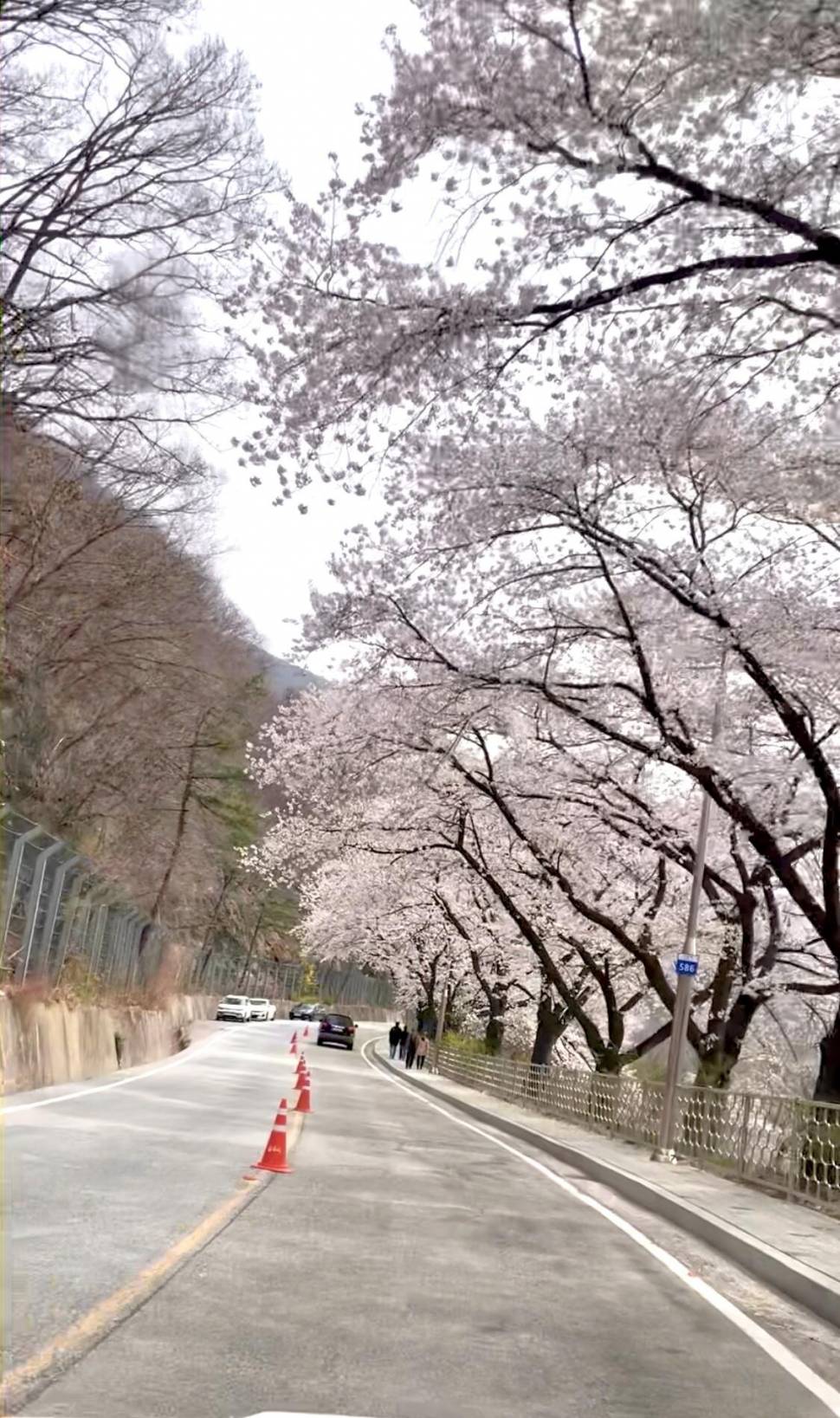 솔낚시터 조황소식입니다 (조황조행기 - 충주호조황속보)