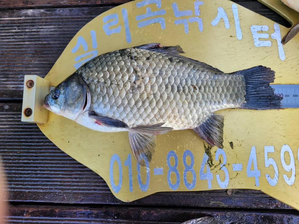 청풍 실리곡낚시터 허리급 조황입니다 (조황조행기 - 충주호조황속보)