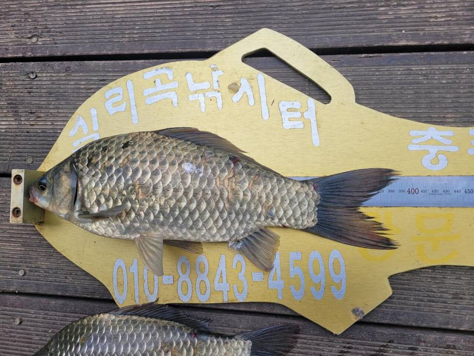 청풍실리곡낚시터 허리급 조황입니다 (조황조행기 - 충주호조황속보)