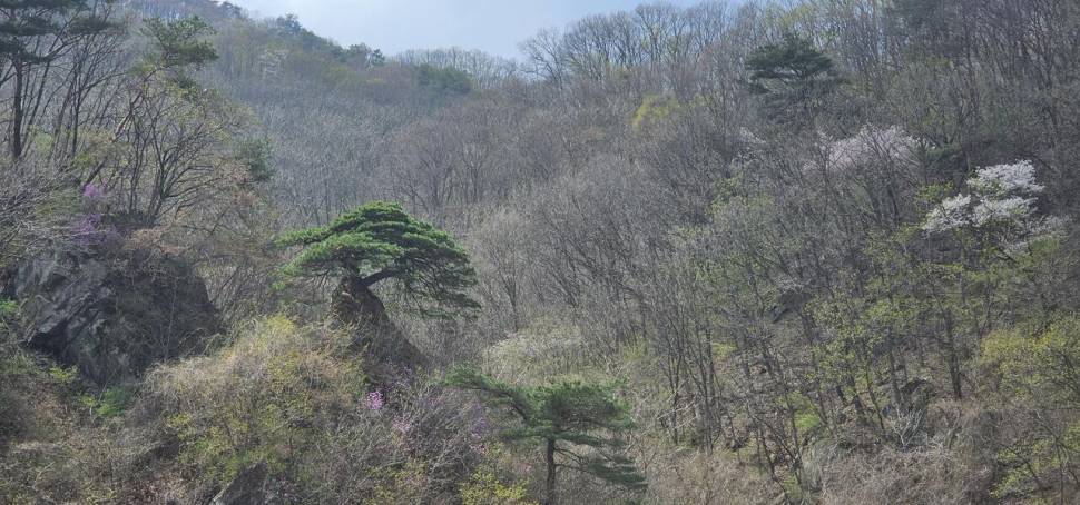 명서낚시터 조황소식입니다 (조황조행기 - 충주호조황속보)
