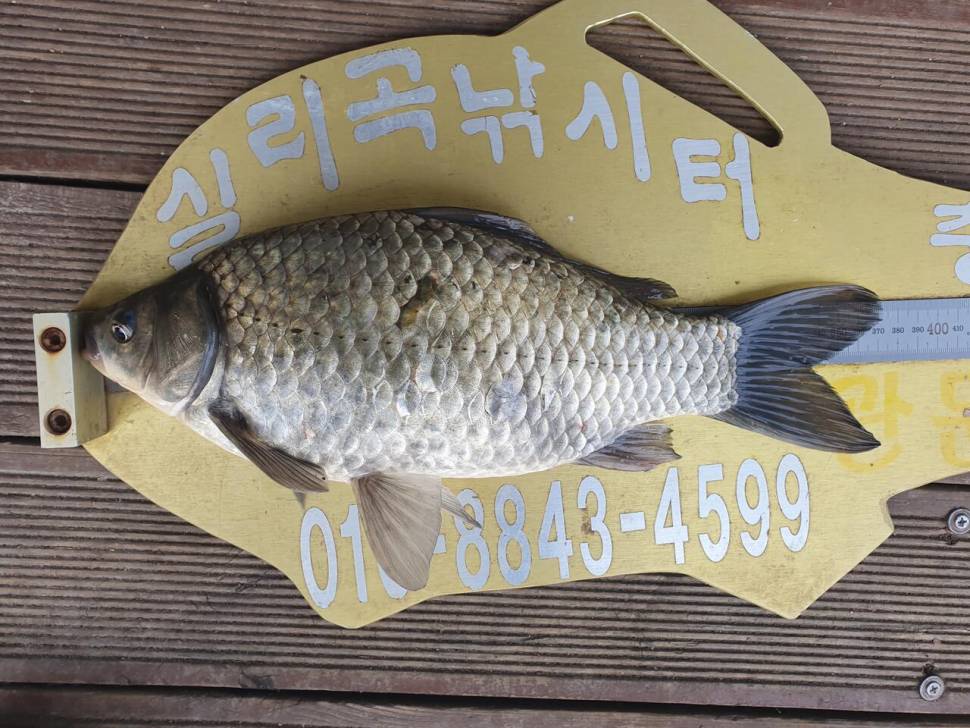 실리곡낚시터 허리급 조황입니다 (조황조행기 - 충주호조황속보)