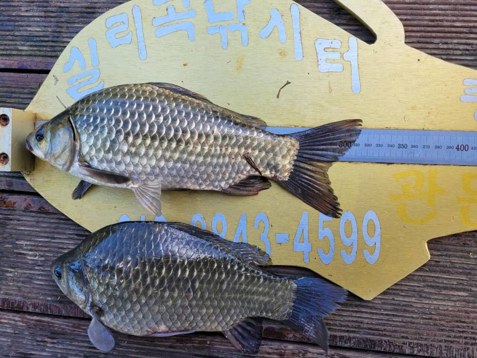 청풍실리곡낚시터 허리급 조황입니다 (조황조행기 - 충주호조황속보)