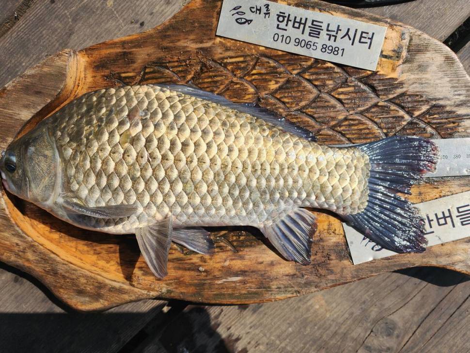 청풍 한버들 조황입니다 (조황조행기 - 충주호조황속보)