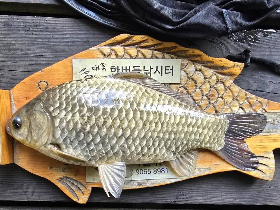 청풍 한버들 조황입니다 (조황조행기 - 충주호조황속보)