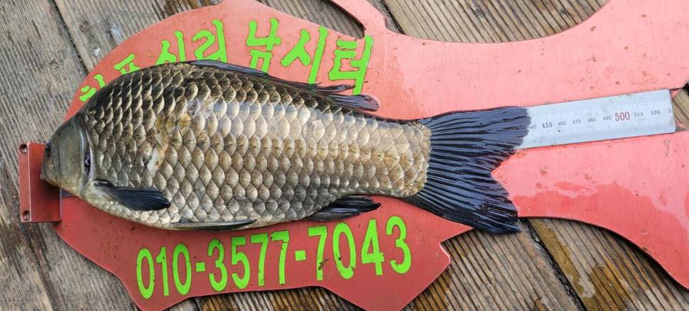 청풍신리낚시터 44cm4짜 조황입니다 (조황조행기 - 충주호조황속보)