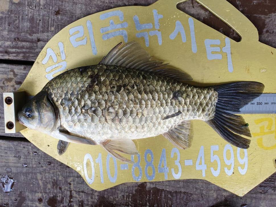 실리곡낚시터 허리급 5수 조황입니다 (조황조행기 - 충주호조황속보)