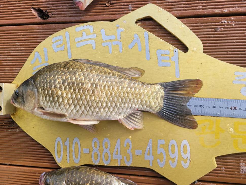 청풍실리곡낚시터 4짜외 허리급 조황입니다 (조황조행기 - 충주호조황속보)