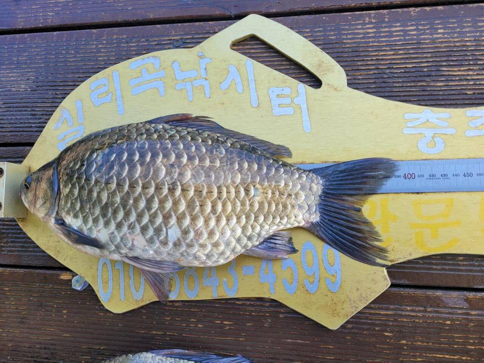 청풍실리곡낚시터 조황입니다 (조황조행기 - 충주호조황속보)